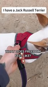 79K views · 2.2K reactions | #jackrussellterrier | Jack Russell Terrier | Facebook