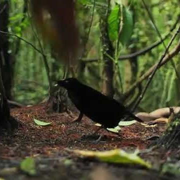 INCRÍVEL... A beleza do ritual de acasalamento da lira