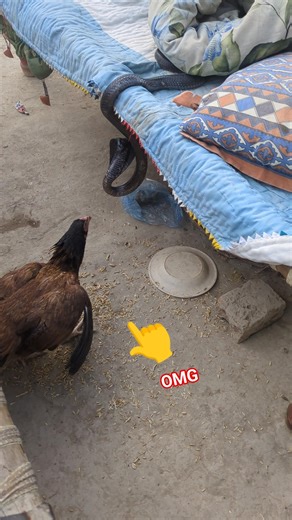 سانپ چارپائی پر بیٹھ گیا 😱🙏👏