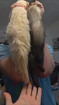 Comparing Ferret Size