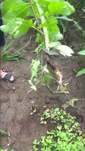 This Simple Farming Tool Saves Hours of Work! 🌽🚜