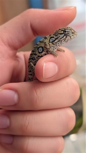 The Tiniest Chameleon You’ve Ever Seen! 🦎💎 #shorts