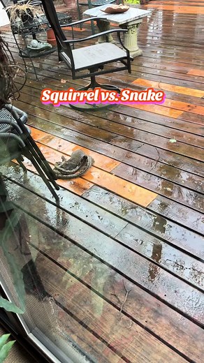 Squirrel vs. Snake: A Backyard Brawl!