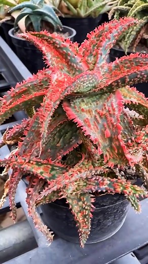 Aloe hybrid｜#flower #succulent #potted #plants #AI #art｜SprezeLand | 張春風