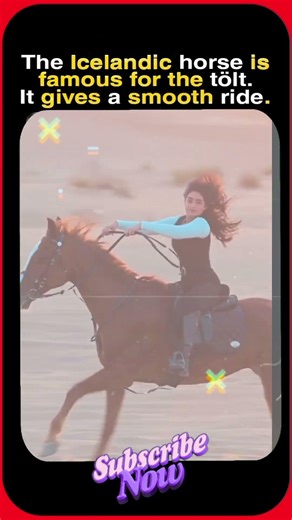 Why The Tölt Is So Smooth 🐎❄️