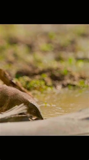 Prehistoric Planet Documentary Season 2 Swamps Beelzebufo ampinga A huge carnivorous toad from Madagascar able to swallow dinosaur hatchlings in a single gulp. Appears in “Freshwater” and “Swamps”. Beelzebufo (meaning “devil toad”) is an extinct genus of hyloid frog from the Late Cretaceous Berivotra and Maevarano Formations, approximately 70 million years ago in what is now Madagascar. The type species is B. ampinga, and common names assigned by the popular media to it include devil frog, devil