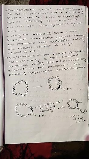 ROLLING CIRCLE MODEL OF DNA REPLICATION