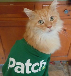 $5 Felines to Continue at Lowell Humane Society