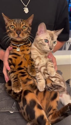 Strange cat 😱 #shorts