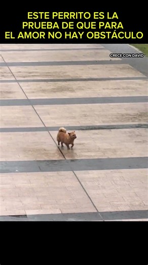 This PUPPY is PROOF that LOVE EXISTS