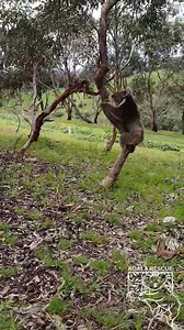 13K views · 3.8K reactions | Watch out ladies  Freddie Mercury ‍ is back out looking for love ❤. This is why we do what we do, for the happy endings like this . But like always you can't tell a koala what tree  they should climb so of course Freddie climbed 輪‍♂️the smallest tree he could see臘‍♀️. It clearly smelt yummy as he started eating it right away . Stay safe beautiful boy  | Southern Koala and Echidna Rescue Ltd | Facebook