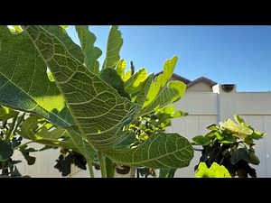 How to Grow Huge Fig Trees from Cuttings? Fertilize Every Day!