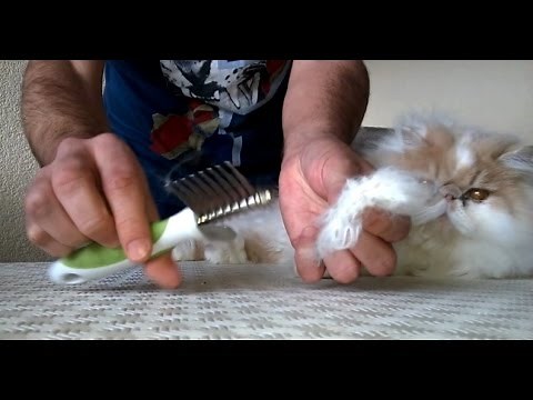 Enlever efficacement les noeuds et les poils d'un chat