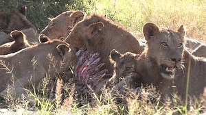 clip-1111261385-close-up-group-lions-eating-zebra-african-wilderness