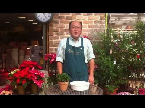 プリムラ類 株分けの方法