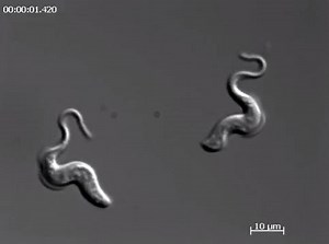 Trypanosoma brucei is a single celled protozoan parasite that causes Human African trypanomiasis and Nagana in cattle. The movie is in slow motion the cells actually swim much faster. Images were captured by Dr. Torsten Ochsenreiter using a Zeiss Cell Observer Microscope (63x DIC objective) at the University of Georgia, Athens, USA. Source: TheOtonII | All Things Microbial