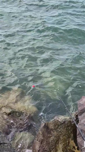 Sluupppp grouper fish | Misbar