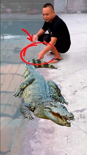 Incredible Crocodile Handling Skills Caught on Camera #crocodile #skills #animals #wildlifebangla