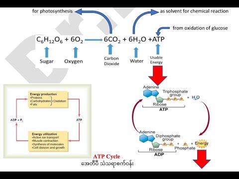 Grade 11, Biology, Chapter 3 (3.2.4 Formation of ATP)