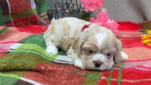 Cocker Spaniel puppy for sale