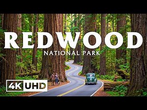Redwood National Park 4K UHD | Towering Sequoias, Serene Trails & Epic Scenic Views