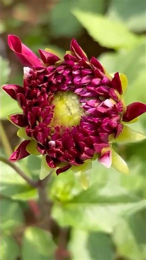 🌺Daliya flowers!🔥Home Gardening | #shortsfeed #nature #plants #yt #flowers #youtubeshorts #shorts