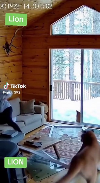 Exploring the Fascinating World of Lions