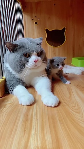 1.4M views · 10K reactions | Mini me | Meowed | Facebook