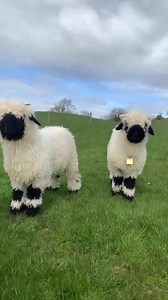 Valais Blacknose Sheep The Valais Blacknose Sheep is often being referred to as "the cutest sheep in the world". | We, the humane