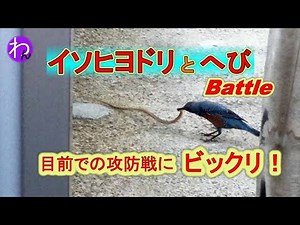 「イソヒヨドリとヘビ」＊＊攻防戦 Battle＊＊