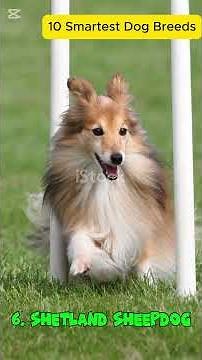 10 Smartest Dog Breeds