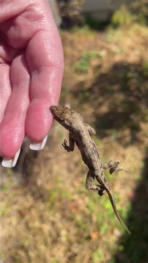 ANOLE CATCH AND RELEASE METHOD #anole #howtocatchananole #floridalizard #lizard #floridawildlife