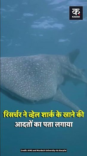 Fin Cams Let Researchers Take Deep Dive Into Whale Shark Feeding Habits | #shorts