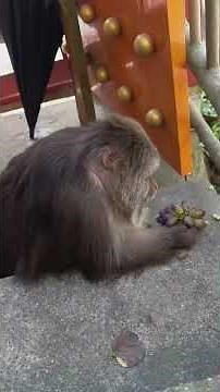 How Monkeys Communicate 🐵🔊 | Decoding Their Sounds