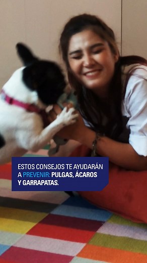 Pulgas, garrapatas y ácaros: pequeños, pero molestos.​ Estos consejos te ayudarán a prevenirlos 🧼​ Y si quieres protección completa, una tableta de NexGard Spectra al mes es todo lo que necesitas 💙​ #NexGardSpectra #ProtecciónAPruebaDeTodo #doglover #antiparasitario | Nexgard Peru