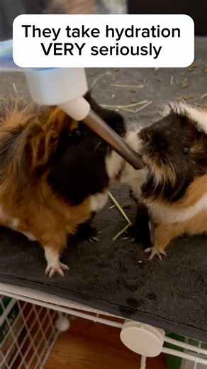 When Your Guinea Pigs Treat the Water Bottle Like an Enemy