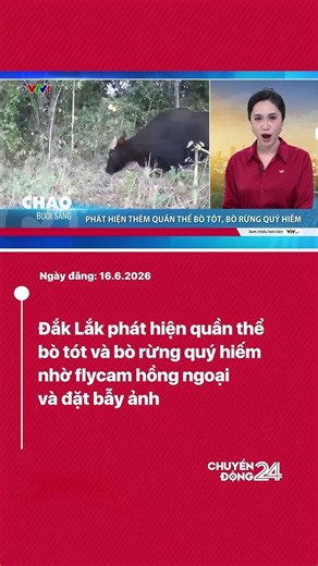 Dak Lak discovers rare gaur and wild cattle populations using infrared drones and camera traps