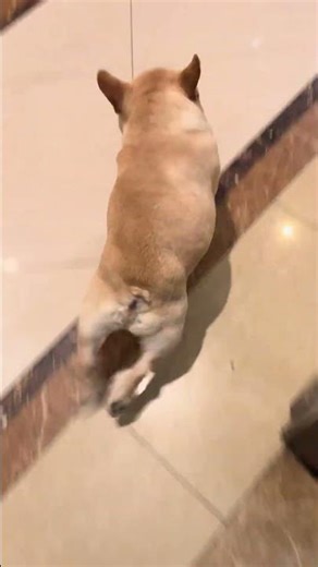 Excited French bulldog rushes out of elevator in Sichuan, China
