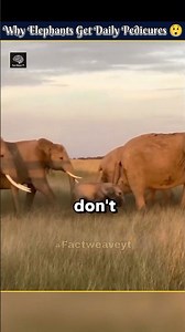 The Shocking Reason Elephants Wash Their Feet Every Day {Day 70} #facts