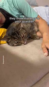 These Cat Clips Will Melt Your Soul