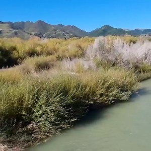 Here’s Jamie with a good example of what can happen when things get out of control, which is a valid concern with the Gene Technology Bill. Groundswell think the Primary Production select committee should be hearing submissions (currently being done by the Health Committee) and we will be requesting this of government. After all, it is farmers who’d be dealing with potential consequences down the track 🚜 | Groundswell NZ