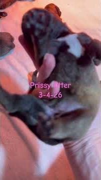 Ch legacy x Prissy 2 days old. 3-4-26. LonelyCreek