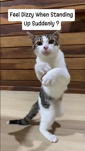 Why You Get Dizzy When Standing Up 🌀 Explained by Dr.Meow #health #nutrition