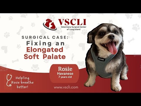 Fixing an Elongated Soft Palate