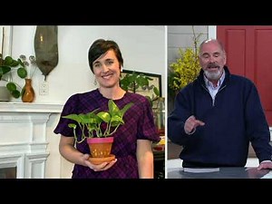 Cottage Farms 2-Piece Houseplant Duo Live Plant on QVC