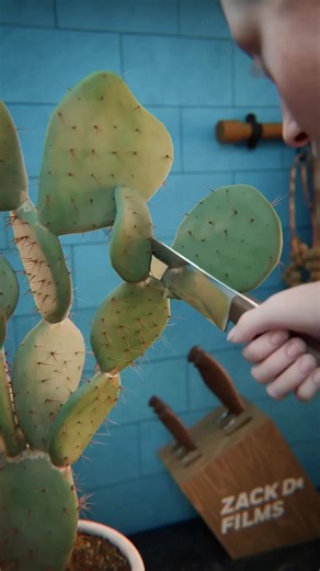 Zach D films cactus | zack d films cactus