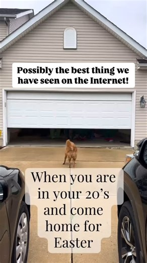 1.9K reactions · 366 shares | Adult Easter Egg Hunts should be a thing! #easter #easter2025 #easteregghunt #egghunt #adulteasteregghunt #familygames | Morphsuits | Facebook