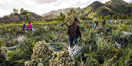 How people profit off pineapple scraps