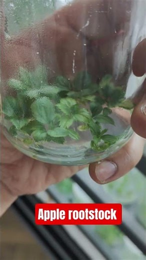 Tissue culture plants of apple rootstock m111, m9t337 #fruitplantnursery #farming #fruitrees #apple