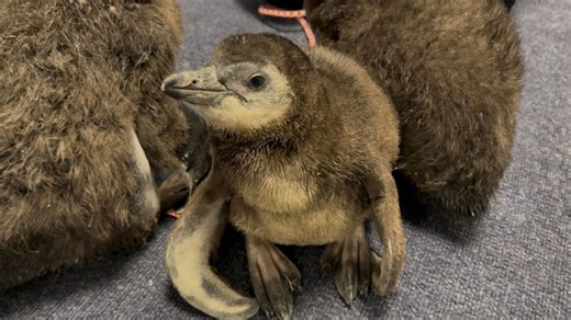 Adventure Aquarium needs your help naming their new baby penguin chick